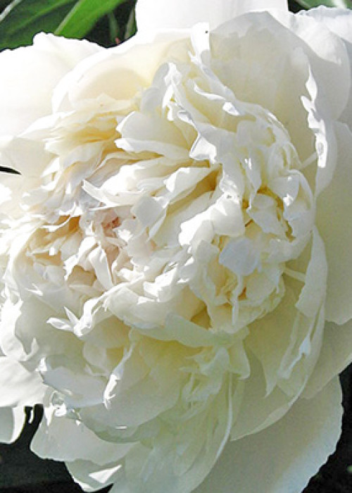 Саженцы пиона эльза сасс купить в Москве по цене от 3500 рублей