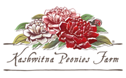 Kashwitna Peonies Farm - Fresh Alaska Grown Peonies